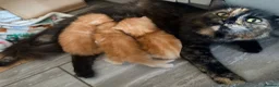 Mixed Breed cats for sale: Beautiful Ragdoll Cross Kittens - Advert 11