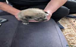Pomeranian dogs for sale: Beautiful pups - Image 10