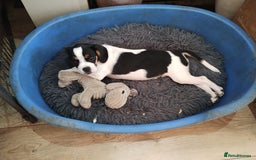 Mixed Breed dogs for sale: Cavalier King Charles spaniel X Frenchie - Image 3