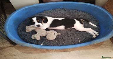 Mixed Breed dogs - Advert 3