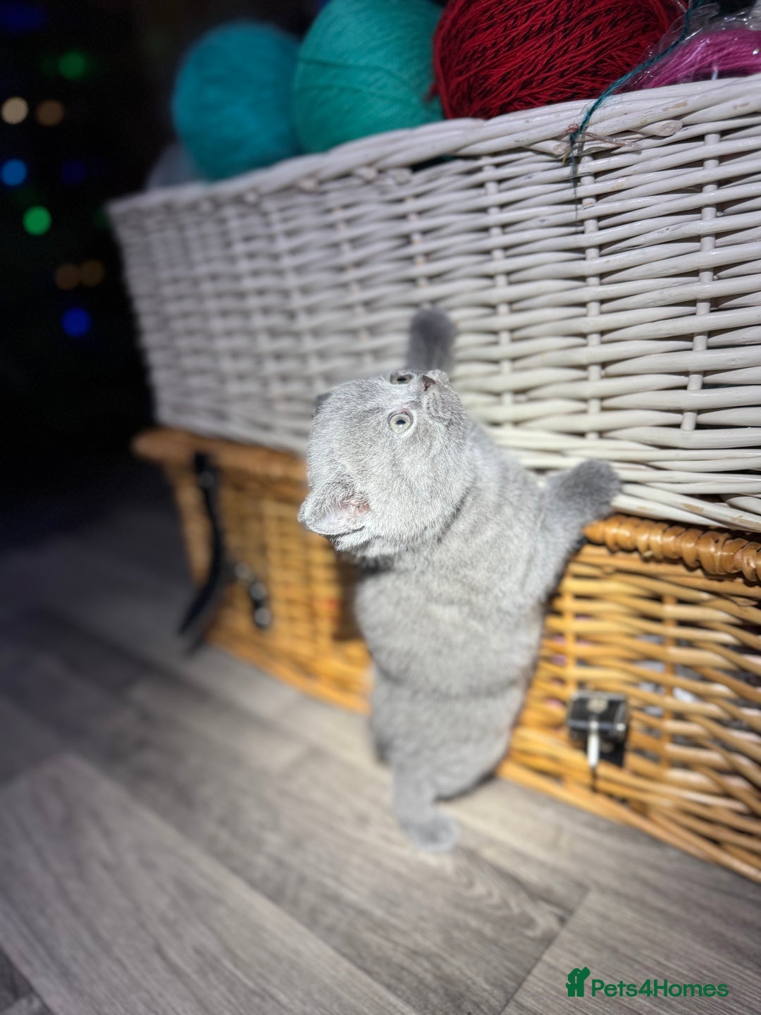 British Shorthair cats for sale: Beautiful British Shorthair Blue Kittens Available - Advert 30
