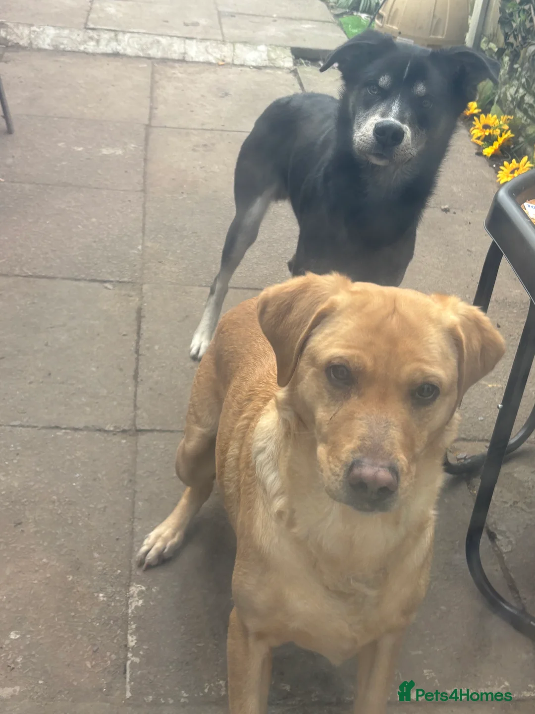 Mixed Breed dogs for sale: Matrix  - Advert 2