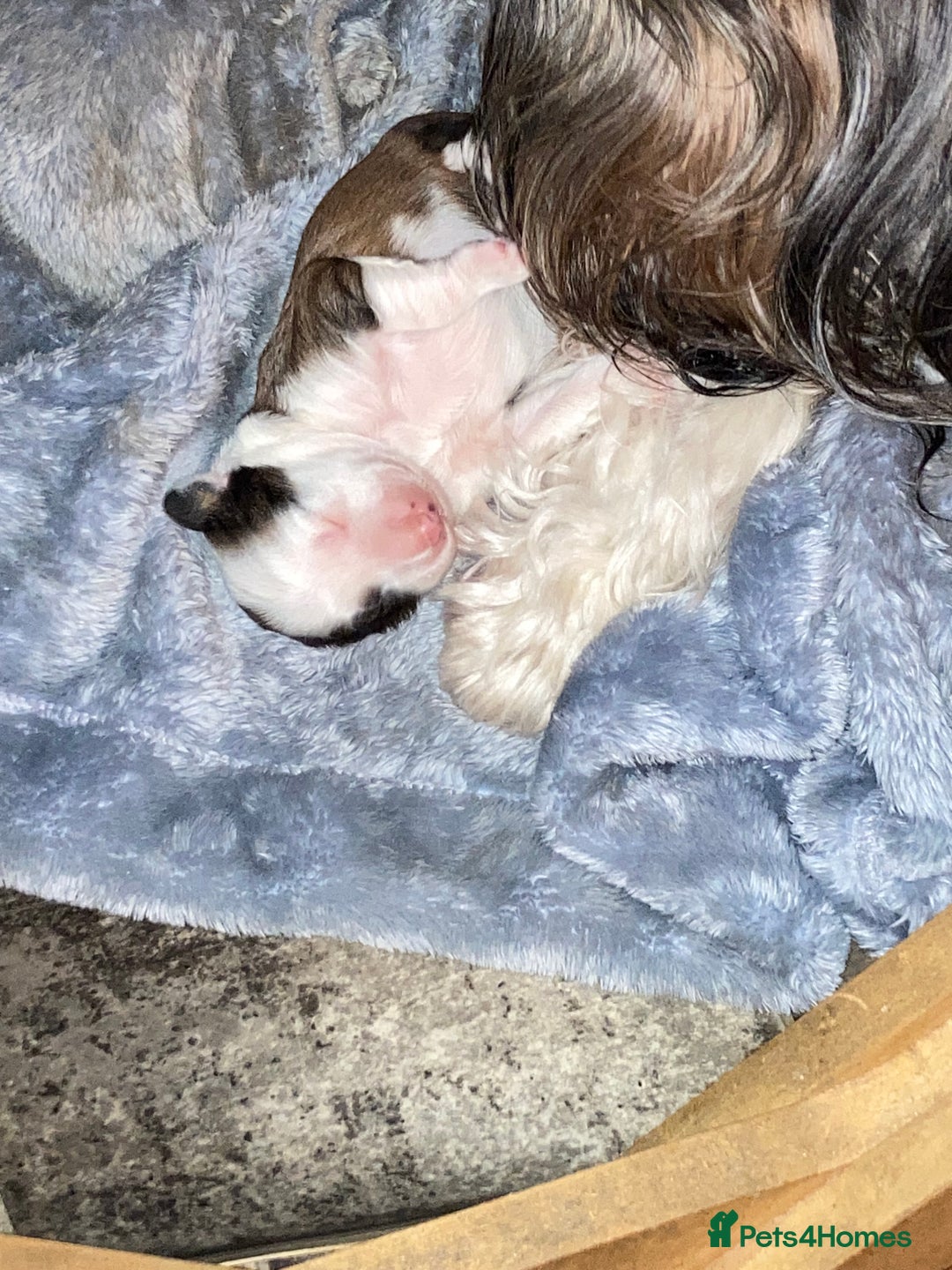 Tibetan Terrier dogs for sale: Beautiful KC registered Tibetan terrier puppy - Advert 2