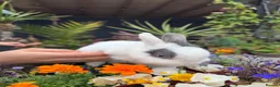 Netherland Dwarf rabbits for sale: Netherland dwarf bunny rabbits silly tame - Advert 24