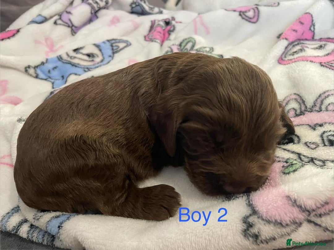 Cockapoo dogs for sale: Beautiful litter of 2 boys 2 girls - Advert 14