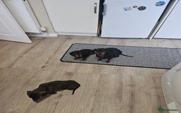 Dachshund dogs for sale: Last little dachshund girl - Image 5