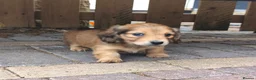 Miniature Dachshund dogs for sale:  Long haired mini dachshunds ready to leave  - Advert 17