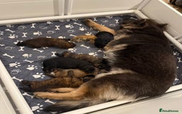 Mixed Breed dogs for sale: Goldendoodle x Blue Sable German Shepard puppies - Advert 5