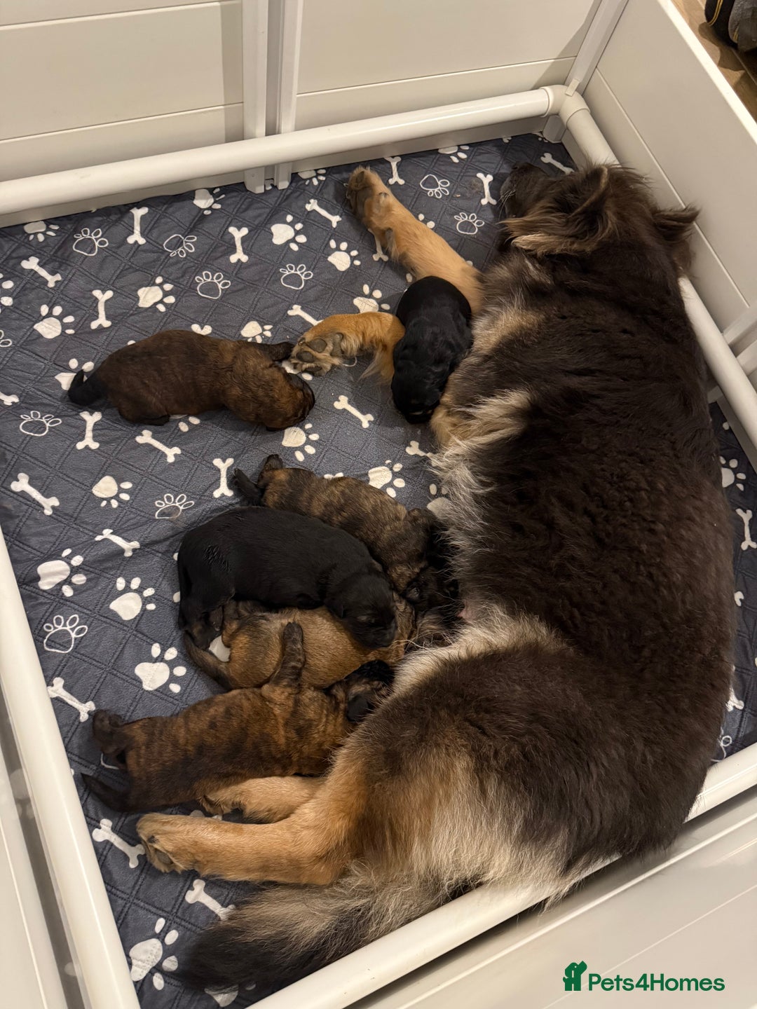 Mixed Breed dogs for sale: Goldendoodle x Blue Sable German Shepard puppies - Advert 5