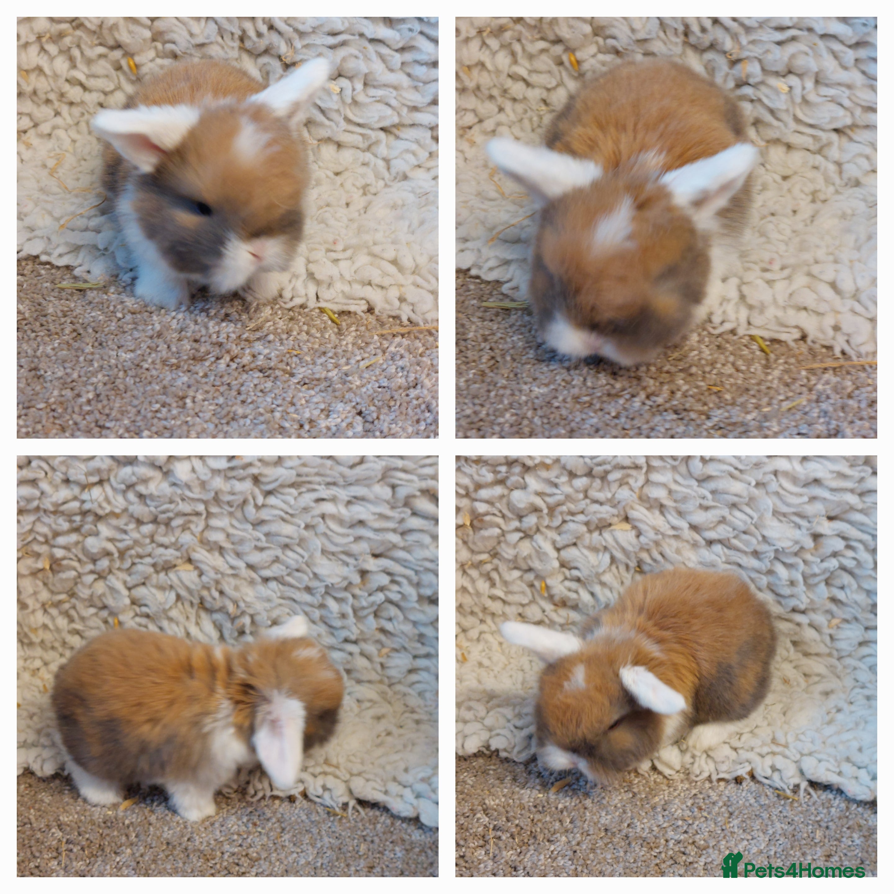 Mini Lop rabbits Minilop babys ready to reserve  - Advert 14