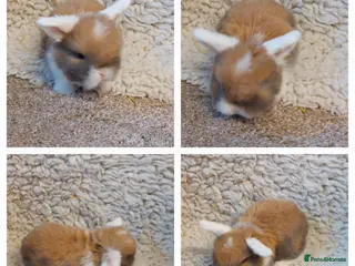 Mini Lop rabbits Minilop babys ready to reserve - Advert 1