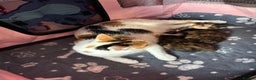 Mixed Breed cats for sale:  Beautiful tortoise shell half maincoon kittens  - Advert 15