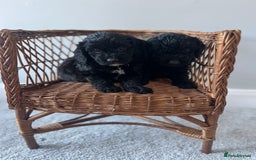 Cockapoo dogs for sale: Cockapoos ready from 10th of November  - Image 1