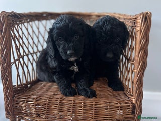 Cockapoo dogs - Advert 36