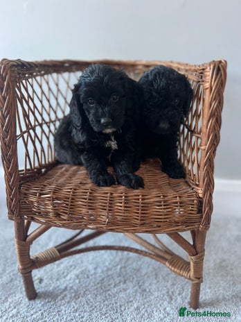 Cockapoo dogs - Advert 4