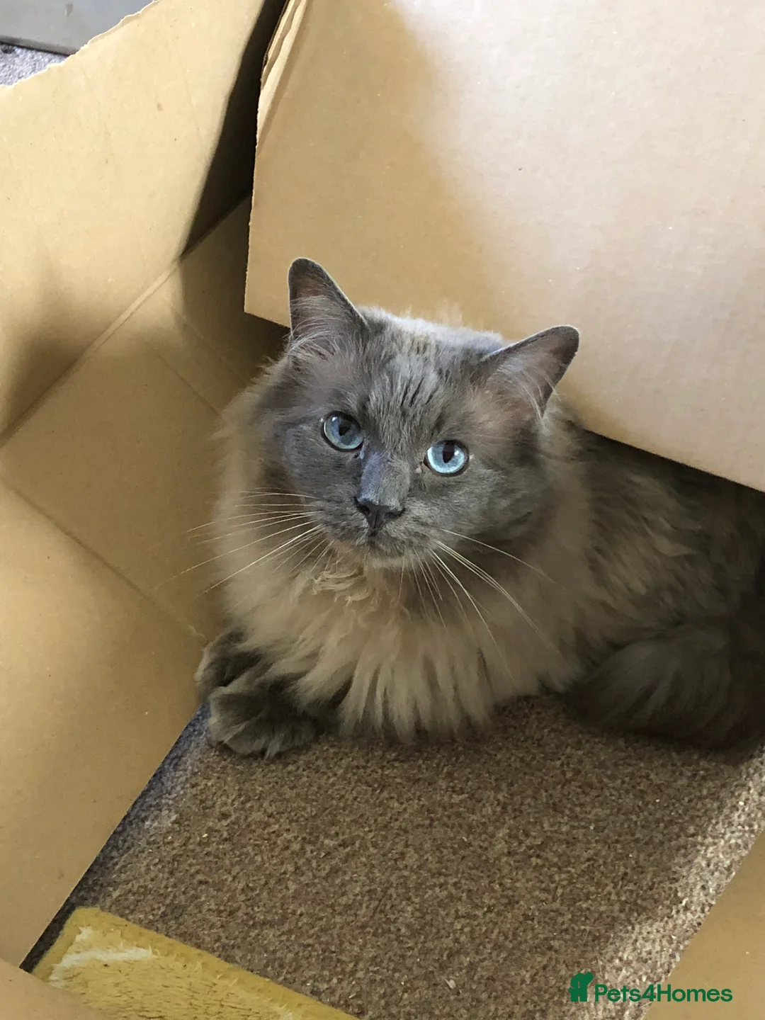 Ragdoll cats for stud: Handsome Ragdoll Stud Blue Point chocolate carrier - Advert 4