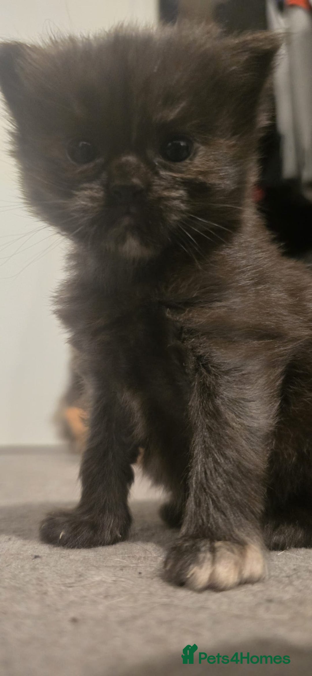 Ragdoll cats for sale: Ragdoll x Siberian mix - Advert 15