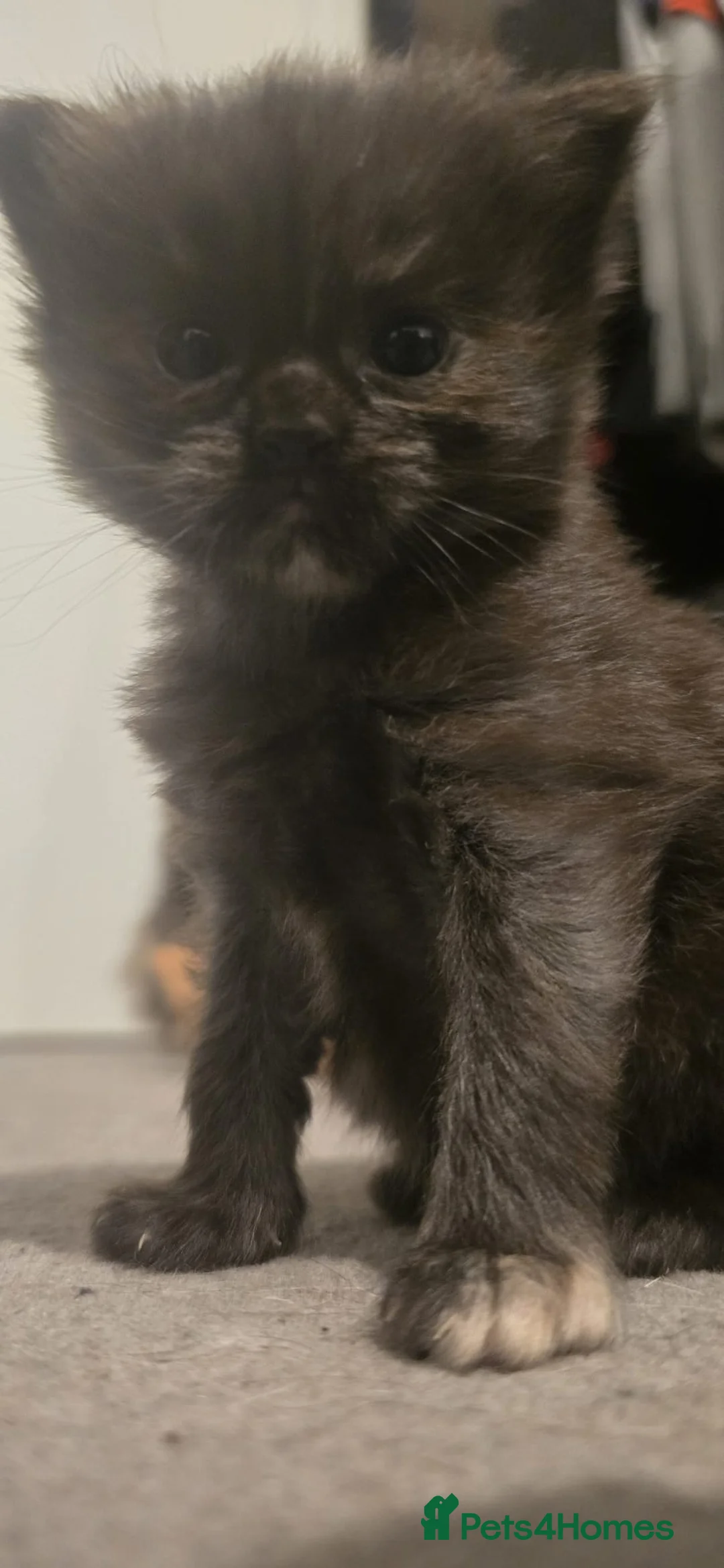 Ragdoll cats for sale: Ragdoll x Siberian mix - Advert 23