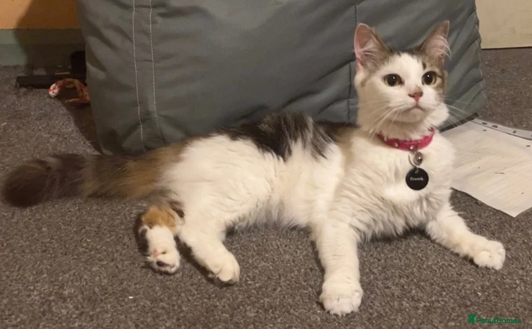 Mixed Breed cats for sale: 2 female cats looking for new homes - Advert 4