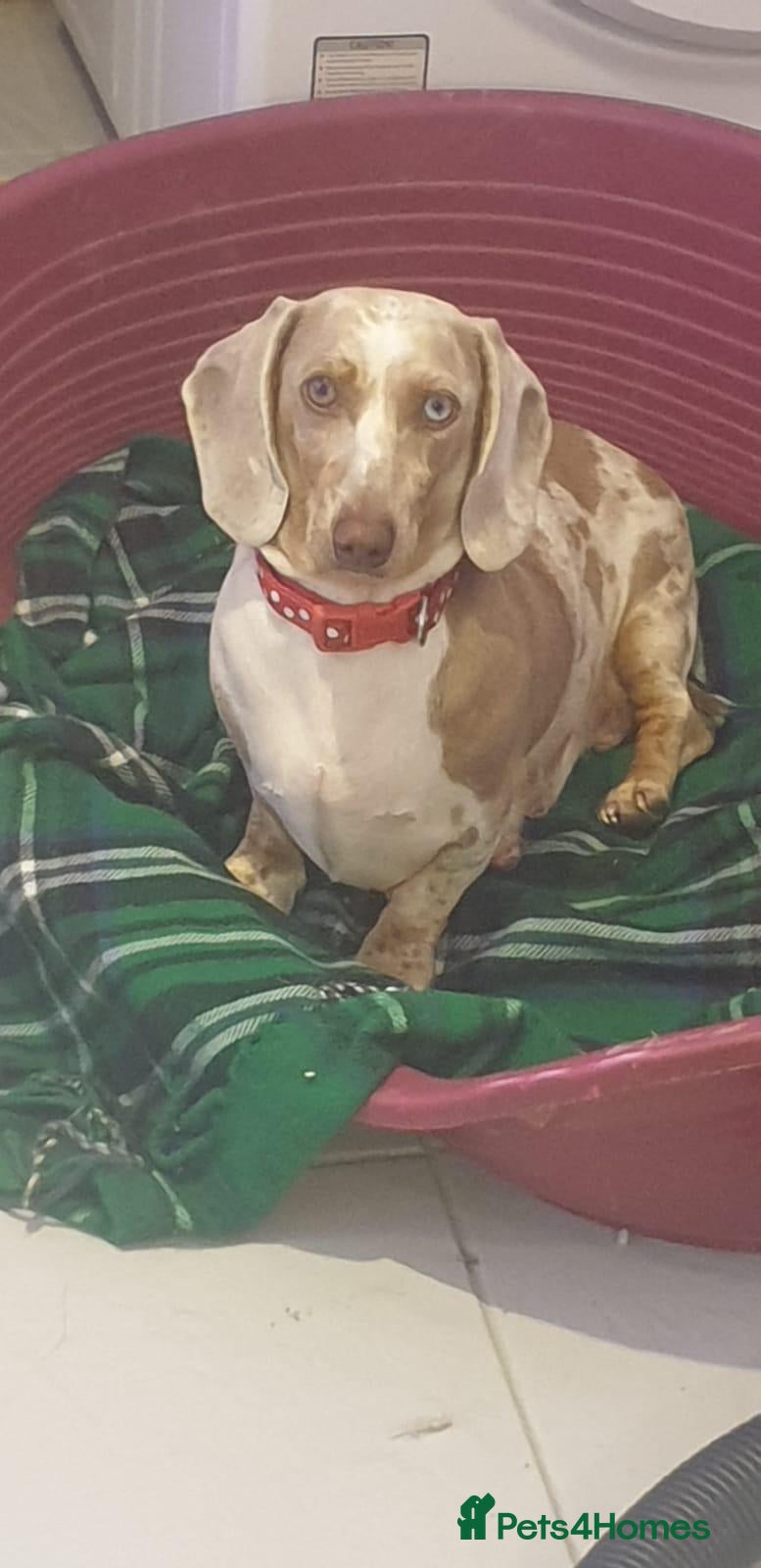 Dachshund dogs Dachund  - Advert 13