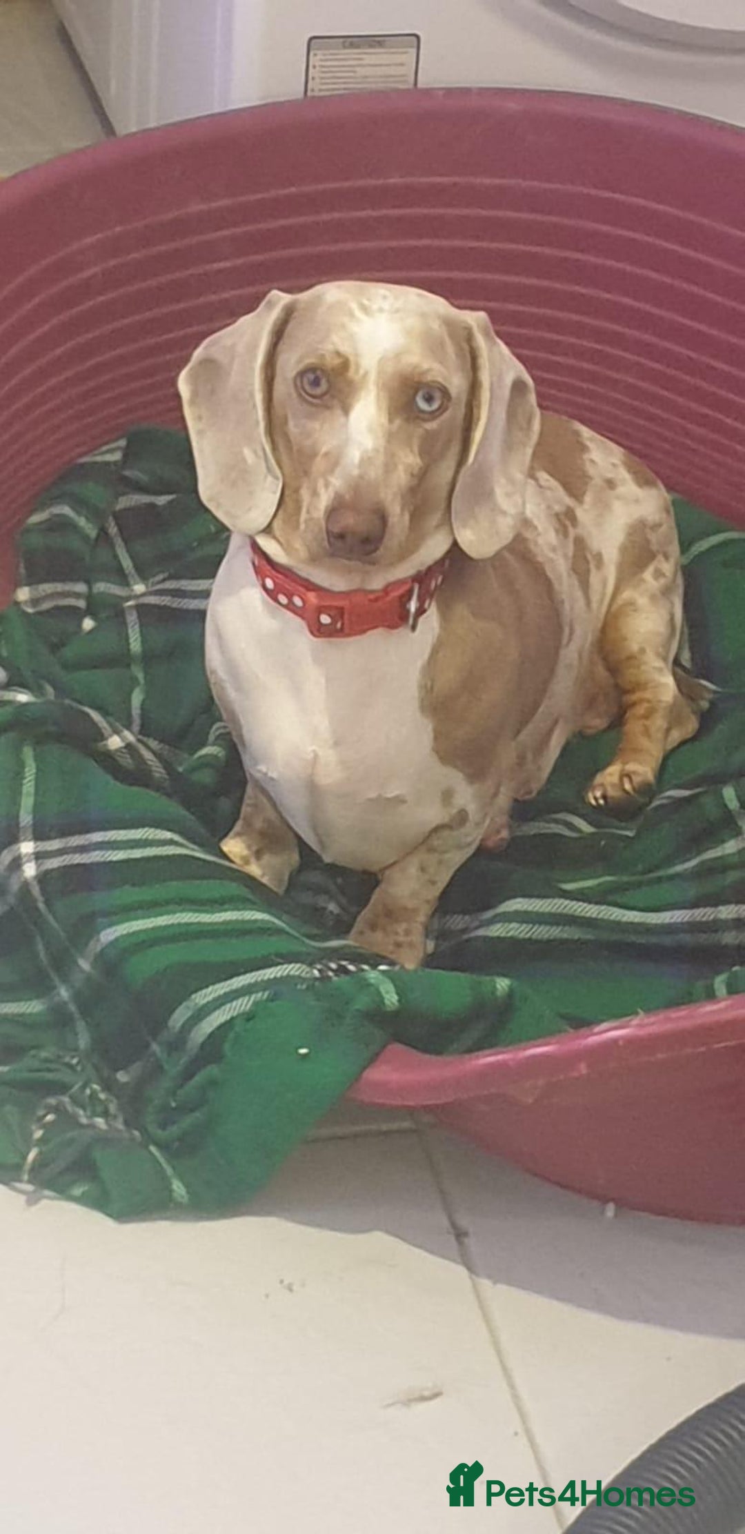 Dachshund dogs for sale: Dachund  - Advert 1