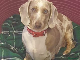 Dachshund dogs Dachund - Advert 10