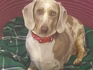 Dachshund dogs Dachund - Advert 10