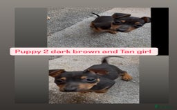 Jack Russell dogs for sale: 3 beautiful barney paws and much Wenlock jr pups - Image 2