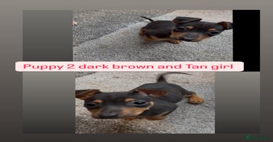 Jack Russell dogs - Advert 4