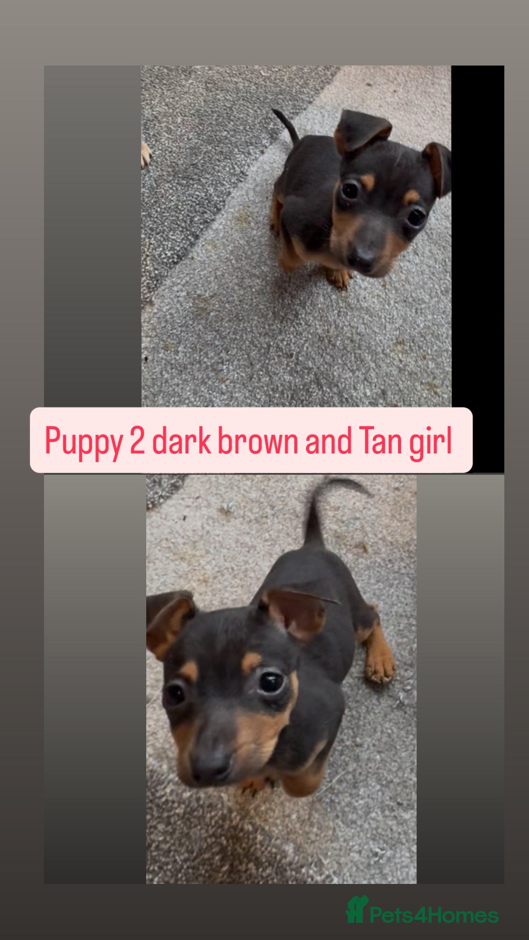 Jack Russell dogs for sale: 3 beautiful barney paws and much Wenlock jr pups - Image 2
