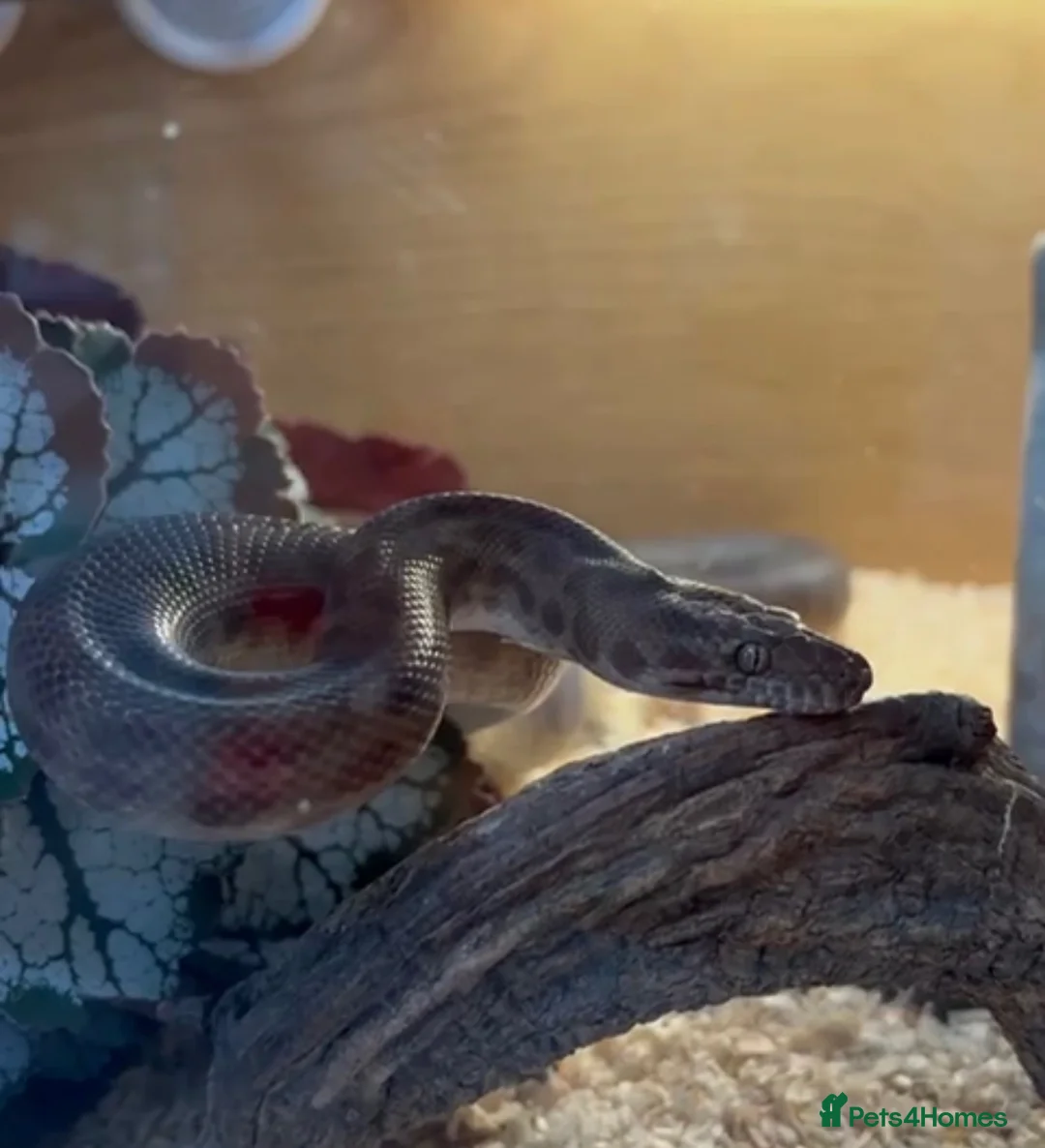 Snake reptiles for sale: Australian spotted python  in Liverpool - Advert 2