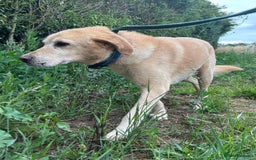 Labrador Retriever dogs for adoption: Rupert - Norwich Norfolk  - Image 12