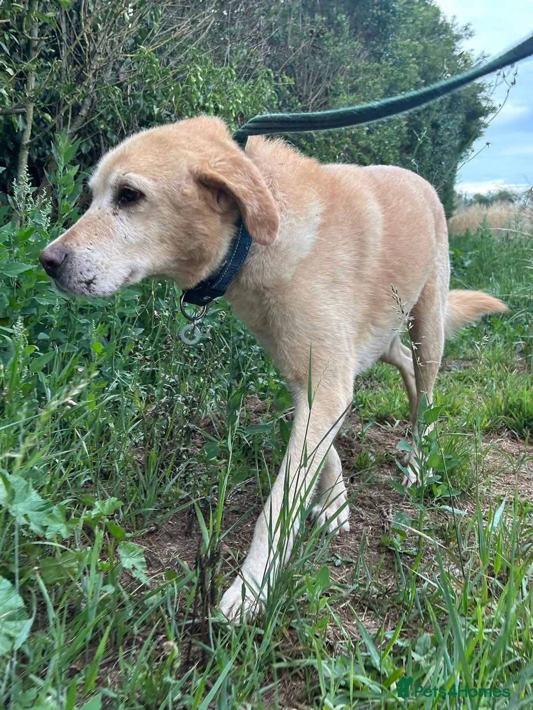 Labrador Retriever dogs for adoption: Rupert - Norwich Norfolk  - Image 12