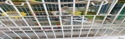Budgerigars birds for sale: Buggies various colours - Advert 6