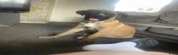 Cane Corso dogs for sale: Zeus Cane corso puppy - Advert 2