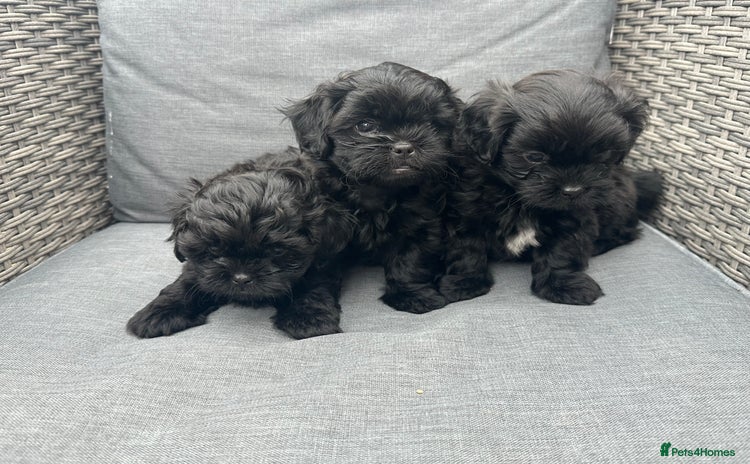 Shihpoo dogs - Advert 1