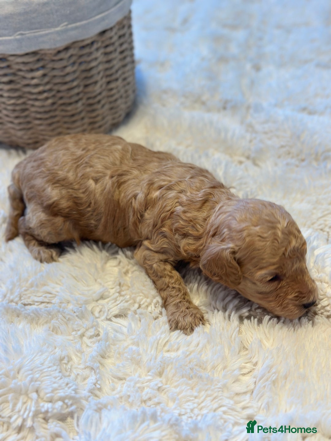 Toy Poodle dogs for sale: Toy poodles (5 girls and 2 boys) - Image 21