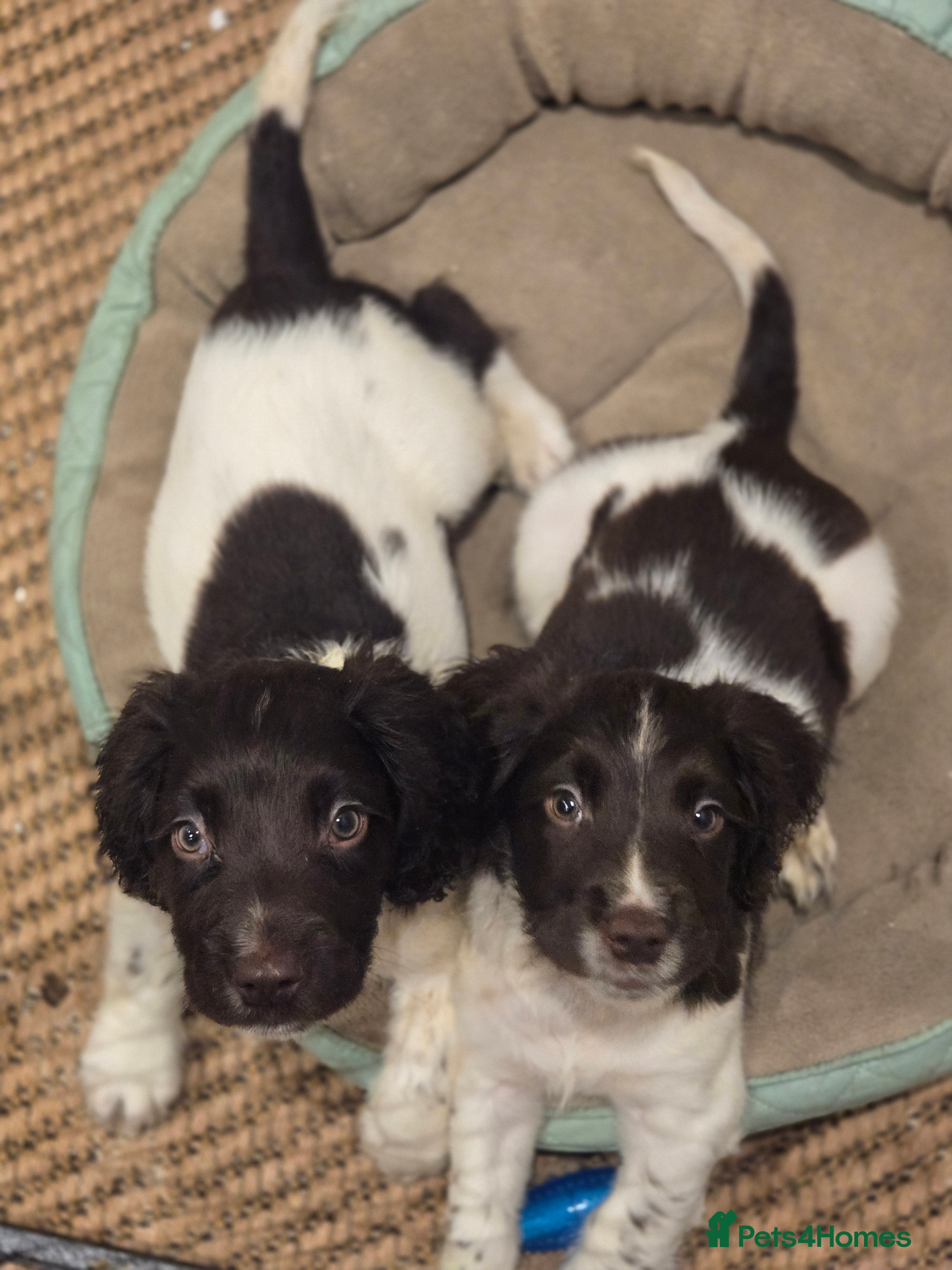 English Springer Spaniel dogs Ready Now: 2 RKC ESS Dogs - FTCh Sire - Advert 6