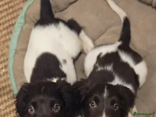 English Springer Spaniel dogs Ready Now: 2 RKC ESS Dogs - FTCh Sire - Advert 18