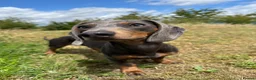 Miniature Dachshund dogs for sale: EXPRESSION OF INTEREST - MINIATURE DACHSHUND PUPS - Advert 5