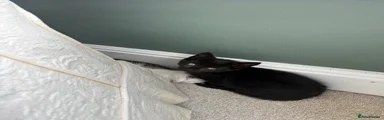 Fully Black - Male