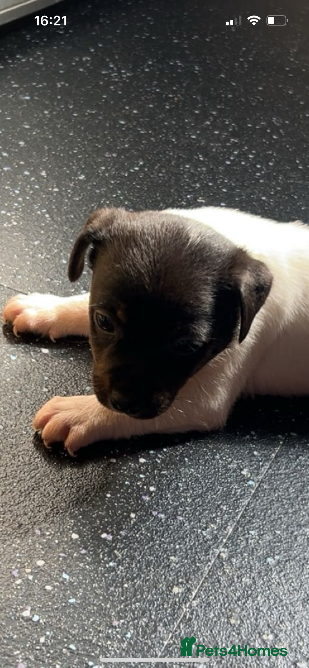 Jack Russell dogs for sale: Jack Russell  - Image 20