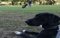 Mixed Breed dogs for adoption: Enzo (Labrador/Pointer mix) - Image 11