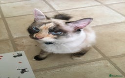 Ragdoll cats for sale: Ragdoll Kittens  - Image 12