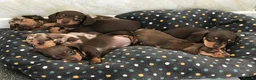 Dachshund dogs for sale: Darling Dachshunds 🌟 - Advert 7