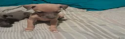 Mixed Breed dogs for sale: Whiggies. Whippet x Italuan greyhound - Advert 15