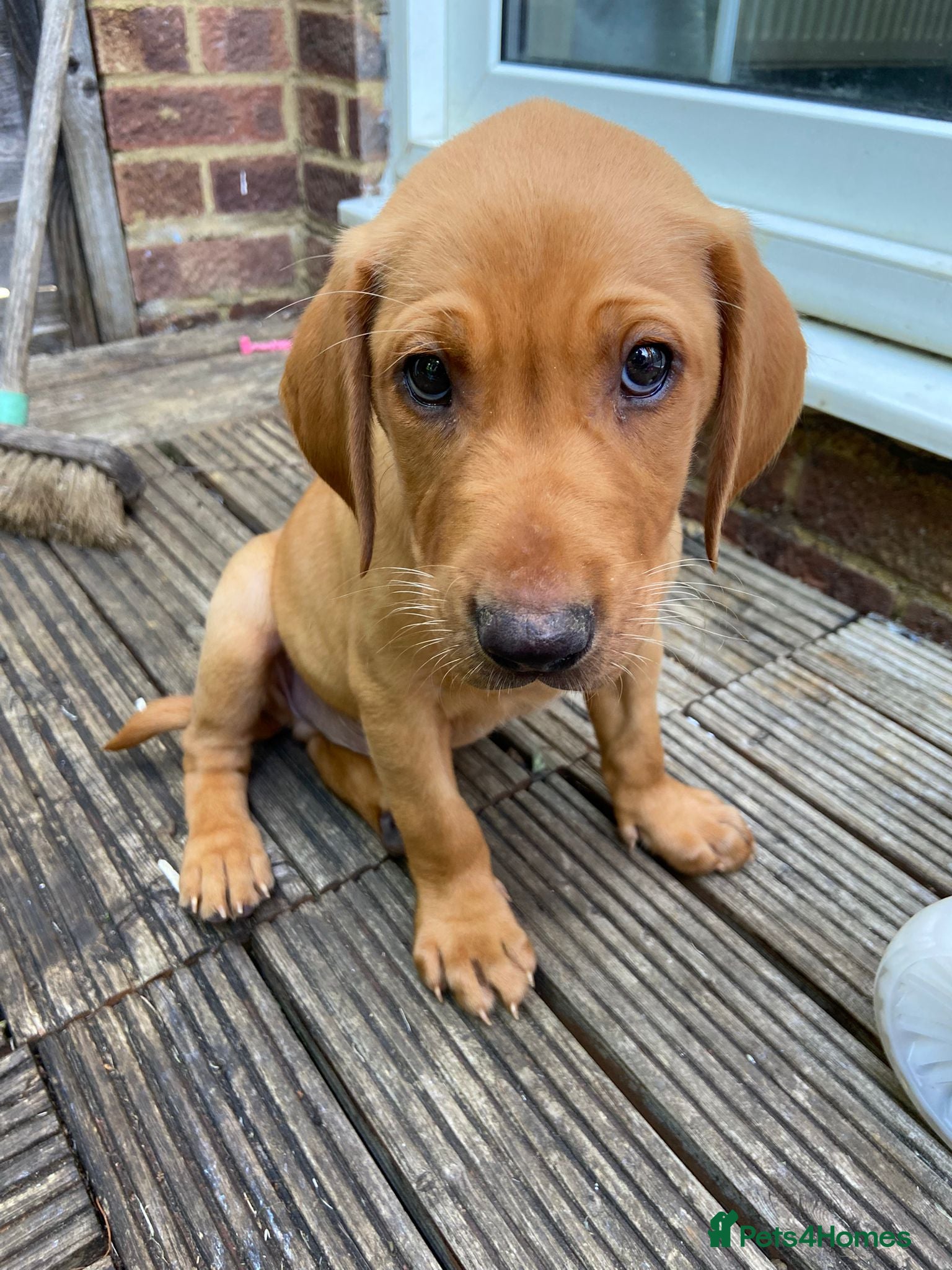 Labrador Retriever dogs Labrador Puppy needs a new home - Advert 1