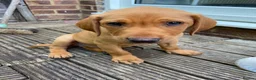 Labrador Retriever dogs for sale: Labrador Puppy needs a new home - Advert 1