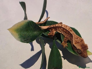 Gecko reptiles Baby crested gecko - Advert 1