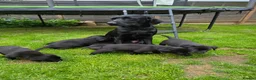 Labrador Retriever dogs for sale: Beautiful Labrador puppies  - Advert 3